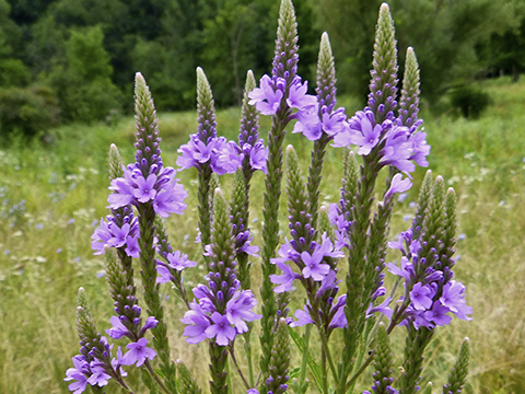 Verbena stricta